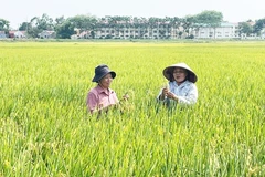 Farmers checking the quality of the TBR225 rice variety in Lien Mac commune of Hanoi (Photo: hanoimoi.vn)