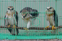 Three black-winged kite (Elanus caeruleus) rescued in an alleged illegal wildlife trade attempt in Central Bangka District, Bangka Belitung Islands (Photo: ANTARA)
