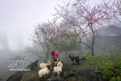 Local culture makes Vietnamese destinations appealing. (Photo: VNA)