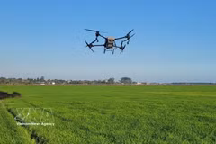 Using drones to spray pesticides in the An Nhut rice fields in Long Dien commune of Ho Chi Minh City. (Photo: VNA)