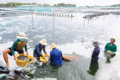 Shrimp harvesting in Ca Mau province (Photo: VNA)
