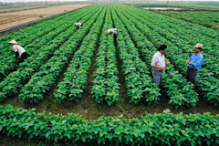 It has become essential for cooperatives in Vietnam to shift toward clean production, adopt technology, ensure traceability, and participate in the carbon credit market. (Photo: vneconomy.vn)