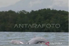 Two Mahakam dolphins (Orcaella brevirostris) are seen swimming. (Photo: ANTARA)