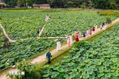 Lotus flower season in Ninh Binh province (Photo: VNA)