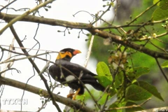 Yeng is found in Dakrong Nature Reserve (Photo: VNA)