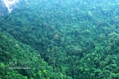 Forest in Thanh Hoa province (Photo: VNA)