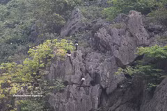Delacour’s langurs inhabit the Van Long Wetland Nature Reserve in Ninh Binh province (Photo: VNA)