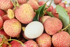 Hung Yen’s signature egg-shaped lychees are already sold out thanks to a surge in pre-orders. (Photo: Hung Yen Newspaper)