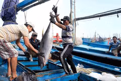 Key aquatic products continue to perform strongly, with total production for the year expected to reach 9.7–9.8 million tonnes. (Illustration. Source: VNA)