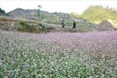 Buckwheat flower season on the Dong Van Karst Plateau in Tuyen Quang province. (Photo: VNA)