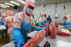 Workers process tuna for export - Illustrative image (Photo: VNA)