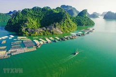 A floating fishing farm in Cat Ba island district in the northern city of Hai Phong. (Photo: VNA) 