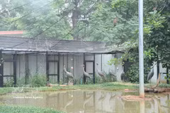 Sarus cranes cranes are being cared for at Nakhon Ratchasima Zoo in Nakhon Ratchasima province, Thailand. (Photo: VNA)