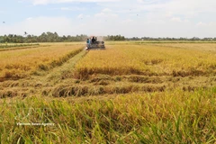 Producing high-quality rice in An Giang province (Photo: VNA)
