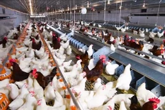 A modern, farm-scale closed-loop chicken farming model. (Photo: VNA)