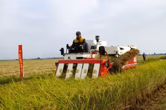 Cultivating rice with low emissions in the Mekong Delta (Photo: VNA)