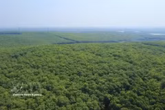 A rubber plantation are in Dong Nai province. Vietnam has more than 900,000 ha of rubber plantations, with over 60% operated by smallholders. (Photo: VNA)