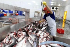 A worker at a pangasius packaging facility in Can Tho city (Photo: VNA)