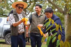 Thailand tightens durian quality control
