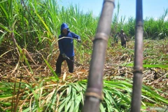 A farmer harvests sugar cane in a village in Kudus, Central Java, on July 12, 2023. (Photo: ANTARA)