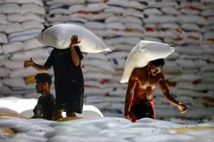 Workers carry rice bags at the logistics firm Bulog warehouse in North Maluku on December 20, 2024. (Photo: Antara)