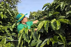A farmer tends to his coffee farm that applies a smart cultivation model. (Photo: VNA) 
