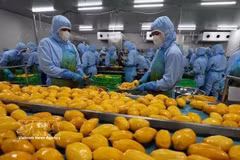 Workers sort mangoes for export processing at B’LaoFood Company. (Photo: VNA)