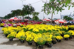 Visitors to the Binh Dien Spring Flower Market can choose from hundreds of flower and plant varieties typical of southern Tet celebrations such as yellow apricot blossoms, chrysanthemum displays, artistic bonsai and a wide range of orchids. (Photo: nhandan.vn)