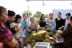 Tourists and locals shop for Vietnamese durian products. (Photo: VNA)