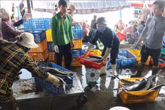 Fish trading at Hon Ro Port (Photo: VNA)