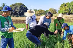 Philippine experts study ways to improve rice production efficiency. (Photo: PIA.GOV.PH)