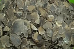 Indonesian police bust illegal pangolin scale trade ring