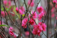 The vitality of peach blossoms symbolises the enduring prosperity and growth of individuals and families. (Photo: VNA)