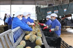 Workers process pineapples for export at a factory in the northern province of Ninh Binh. (Photo: VNA)