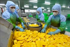 Workers process mango for export at a factory of the An Giang Fruit & Vegetable Joint Stock Company in Lam Dong province (Photo: VNA)