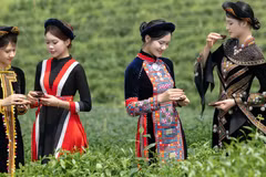 The programme “Experience Vo Tranh – Imprints of the tea land and a year-long journey of growth and development” aims to promote Thai Nguyen’s strengths in tea production, tea culture and community tourism. (Photo: nhandan.vn)