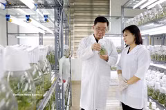 Thai Binh Seed Group JSC is one of Vietnam’s leading crop seed producers, holding rights for 30 varieties and operating three globally certified plants. (Photo: VNA)
