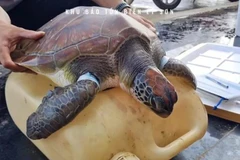 The green sea turtle, scientifically named Chelonia mydas, is listed as an endangered species and prioritised for protection. (Photo: VNA)