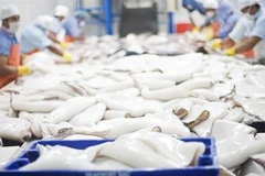 A squid processing line for export. (Photo: VASEP)