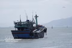 The standardisation and full digitalisation of traceability data are expected not only to enhance state management efficiency but also to support the development of a sustainable seafood brand. (Illustrative photo: VNA)