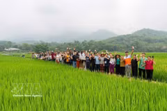 The caregivers’ club in Coc village, Pu Luong commune, the north-central province of Thanh Hoa, has established a livelihood support fund, helping households develop their economies through models such as rice cultivation, vegetable growing, fish farming and poultry raising. (Photo: VNA)