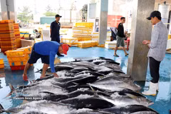 Sorting fish prior to transport for distribution. (Photo: VNA)