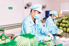 Workers package fruits at the factory of Vina T&T Group (Photo: nhandan.vn)