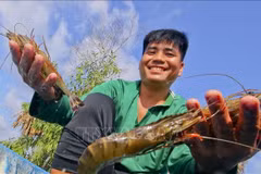 Farmers produce high-quality shrimp in Luong Nghia commune, Long My district, Hau Giang province. (Photo: VNA)