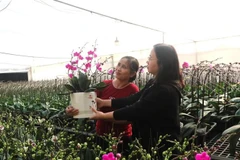 Flowers are ready for New Year holiday. (Photo: VNA)