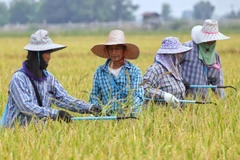 Thailand outlines support measures for rice farmers, boosts organic rice exports