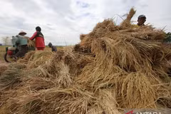 Farmers thresh rice grains in Lamsiteh village, Aceh Besar district, Aceh (Photo: Antara) 