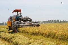 Efforts will be focused on scaling up large-scale, sustainable, and green agricultural practices (Illustrative image. Source: VNA)