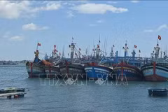 Gia Lai digitises fishing fleet to strengthen fight against IUU fishing