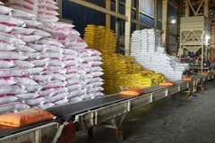 Vietnam exports more than 7 million tonnes of rice as of October 15, according to the Vietnam Food Association. (Photo: VNA)